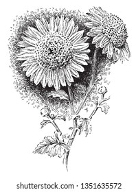 The image shows Anemone Type of Chrysanthemum also known as pompon anemone. They are typically small size. The flowers are 3 inches wide and mostly yellow, vintage 