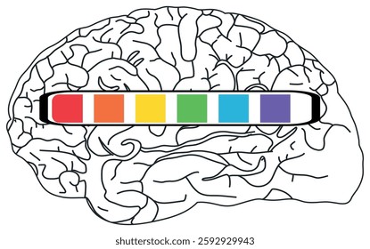 The image shows a black-and-white brain illustration with a horizontal progress bar across it, divided into six colorful segments (red, orange, yellow, green, blue, purple).