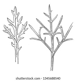 The image shows Chrysanthemum with long narrow lobed leaves and flowers with a yellowish pink base and purple blotches, vintage line drawing or engraving illustration.