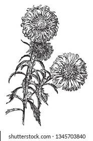 The image shows the comet type of China aster. There are many yellow disc florets in the center. The fruit is a rough-textured, glandular, purple-mottled cypsela that turns gray with age, vintage 