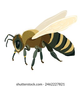 La Imagen muestra una ilustración detallada de una abeja. La abeja tiene alas transparentes, un cuerpo segmentado con franjas alternadas de amarillo y negro, seis patas y antenas. 