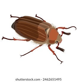 The image shows a detailed illustration of the beetle. The beetle has a brown body with dark brown stripes, six legs, two antennae, and is depicted from above. 