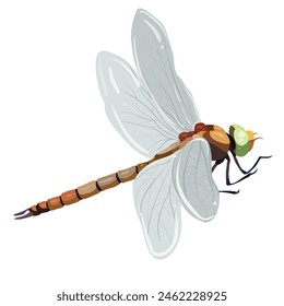 The image shows a detailed illustration of a dragonfly. The dragonfly has large, transparent wings with visible veins, a segmented body with varying shades of brown and orange,