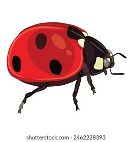 The image shows a detailed illustration of a ladybug. The ladybug has bright red oval elytra with black dots. The head is small and black with white spots near the eyes 