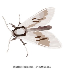 The image shows a detailed illustration of a moth. The moth has a pair of large wings with patterns in shades of white and brown, and a smaller pair of wings below them. 