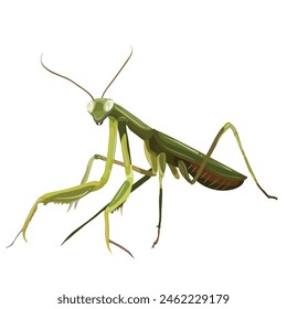 La Imagen muestra una ilustración detallada de una mantis religiosa. El insecto se muestra de perfil, mostrando su cuerpo alargado, cabeza triangular con ojos prominentes, y patas delanteras depredadoras,