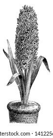 The image shows a Double Flowered Variety of the Garden Hyacinth. The flowers are small and rosette like. This variety is not cultivated as often as the single flowered variety, vintage line drawing