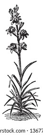 The image shows Double Tuberose is a double flowered cultivar. It emits beautiful and powerful fragrance after sunset. It is mostly found in Mexico and America. It has several varieties, vintage