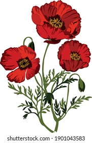 The image shows flowers, red poppies