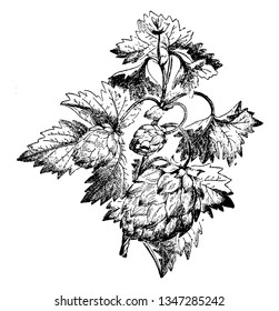 The image shows a Hop plant also known as Humulus. The hop is part of the Cannabaceae family. In addition to adding flavor to beer, hops are also used in brewing for their antibacterial effect