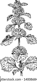The image shows a Horehound also known as Marrubium vulgare and it belongs to mint family. The flowers are white, borne in clusters on the upper part of the main stem, vintage line drawing