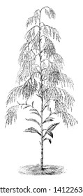 The image shows a humea elegans with its flower heads. It has large leaves and erect graceful plumes of drooping small pinkish flowers, which emit a peculiar odour, vintage line drawing or engraving