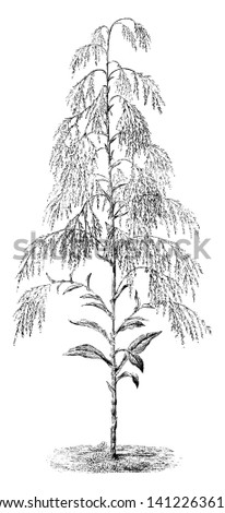 The image shows a humea elegans with its flower heads. It has large leaves and erect graceful plumes of drooping small pinkish flowers, which emit a peculiar odour, vintage line drawing or engraving