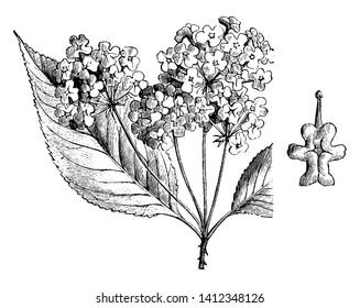 L'image montre une florescence et une fleur détachée de Hybrid Lantana. Il est utilisé pour la décoration en serre et pour le linge de lit. Les fleurs sont rouges, dorées ou blanches, dessin de ligne vintage