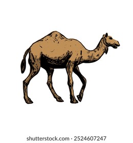 The image shows a light brown camel with one hump on its back. The camel is standing with one of its legs raised, indicating a walking motion. It has a slender body with a long neck and a slightly 