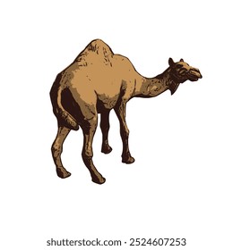 The image shows a light brown camel with one hump on its back. The camel is standing with one of its legs raised, indicating a walking motion. It has a slender body with a long neck and a slightly 