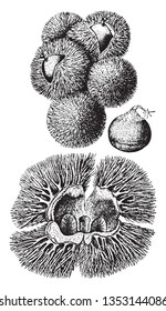 The image shows the nut and bur of a chinquapin shrub also known as Castanea Pumila. The fruit is a golden-colored cupule 2-3 cm in diameter with many sharp spines, maturing in autumn, vintage