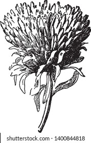 The image shows Quilled Type of a China aster also known as Callistephus. It is native to China and Korea and it is cultivated worldwide as an ornamental plant, vintage line drawing or engraving