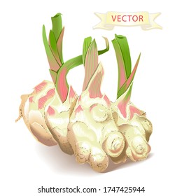 the image shows a realistic ginger root on a white background, vector, with stems, a variant of applying to the packaging of the collection with spices.