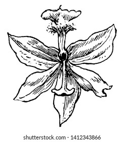 La imagen muestra una flor tuberosa de gramo rosada que también se llama Calopogon tuberosus. Está catalogado como especie en peligro de extinción. Se encuentra principalmente en América, Canadá, Cuba y Bahamas, vintage