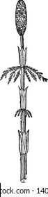 The image shows upper part of Horsetail also known as Equisetum sylvaticum. It is native to the Northern Hemisphere. It is considered among the most attractive of the horsetails, vintage line drawing