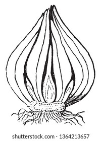 The image shows a vertical section of the bulb of the tulip showing its stem and buds, vintage line drawing or engraving illustration.