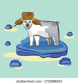 The image shows a white bear in a brown hat that moves on an ice floe on the sea