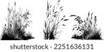 Image of a silhouette  reed  or bulrush on a white background.Monochrome image of a plant on the shore near a pond.
Isolated vector drawing.