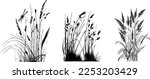 Image of a silhouette  reed  or bulrush on a white background.Monochrome image of a plant on the shore near a pond.
Isolated vector drawing.