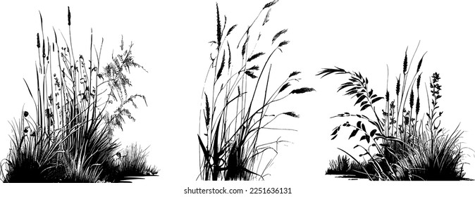 Image silhouette  reed  bulrush white background Monochrome image plant the shore near pond 
Isolated vector drawing 