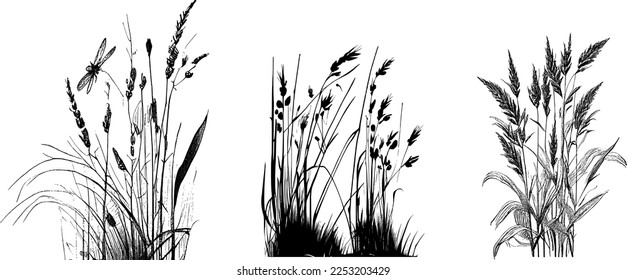 Imagen de un junco de silueta o de un bulrush sobre un fondo blanco Imagen monocroma de una planta en la orilla cerca de un estanque 
Dibujo vectorial aislado 