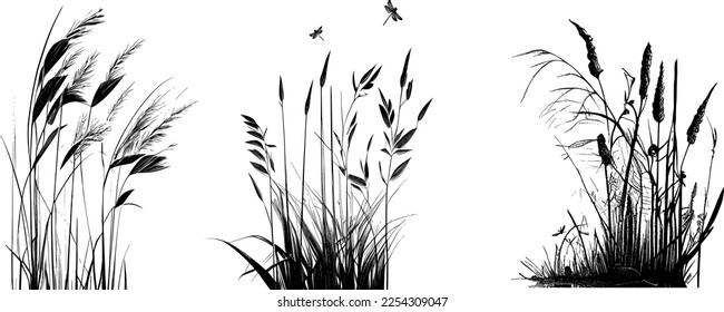 Image silhouette  reed  bulrush white background Monochrome image plant the shore near pond Isolated vector drawing 
