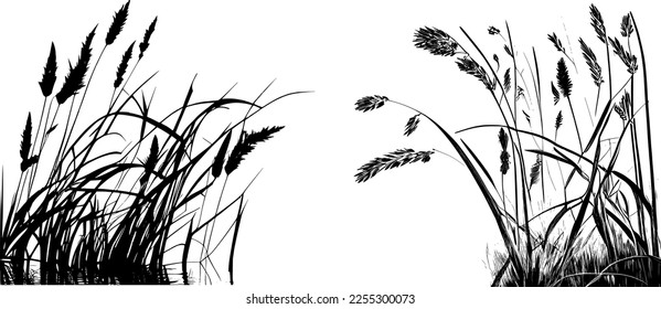 Image silhouette  reed