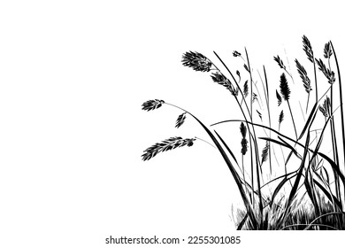 Image of a silhouette  reed  or bulrush on a white background.Monochrome image of a plant on the shore near a pond.Isolated vector drawing.
