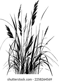 Image silhouette  reed  bulrush white background Monochrome image plant the shore near pond Isolated vector drawing 
