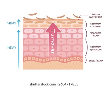 Image of skin turnover with days listed