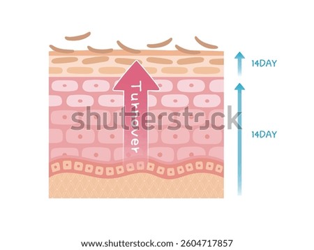 Image of skin turnover with days listed