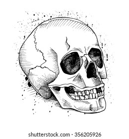 The image of the skull. Vector illustration.