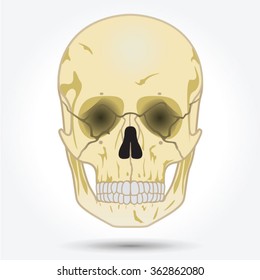The image of the skull. Vector illustration.