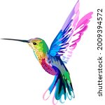 The image of a small bird. Hummingbird.Vector