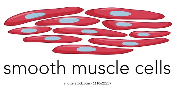 Image of smooth muscle cells illustration
