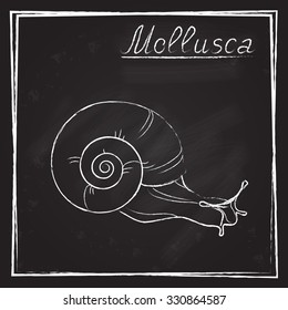 
The image of the snail in chalk on a blackboard (eps10)