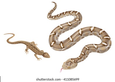 Image Of  Snake And   Lizard Isolated On White. Reptiles Of Desert And Steppe Zones. 