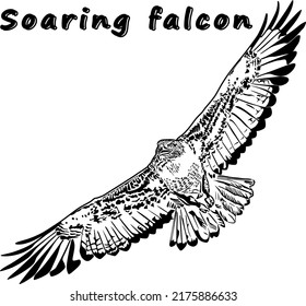 Image Of A Soaring Falcon. For T-shirts, Logos, Emblems, Wall Graffiti.