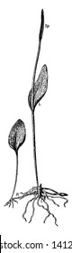 An image of southern adders tongue. L, Adder's tongue fern (Ophioglossum vulgatum) it shaped like a rounded diamond-shaped sheath and R, runner or stolon, vintage line drawing or engraving