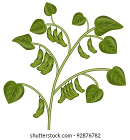 An image of a soybean plant.