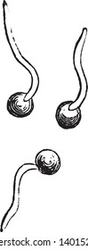 An image of spores. This is a spores germinating. Germination can also refer to the emergence of cells from resting spores and the growth of sporeling hyphae and algae and some plants, vintage