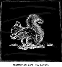 The image of the squirrel in chalk on a blackboard