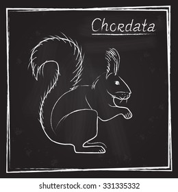 
The image of the squirrel in chalk on a blackboard (eps10)