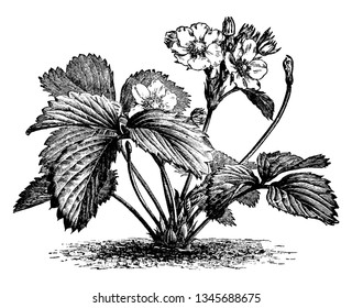 An image of a strawberry plant in flower. There are numerous short Stamens that are readily accessible to insects, vintage line drawing or engraving illustration.